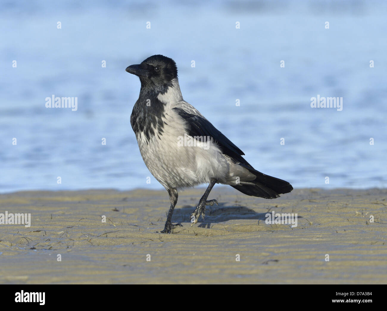 Hooded Crow Corvus cornix Stock Photo