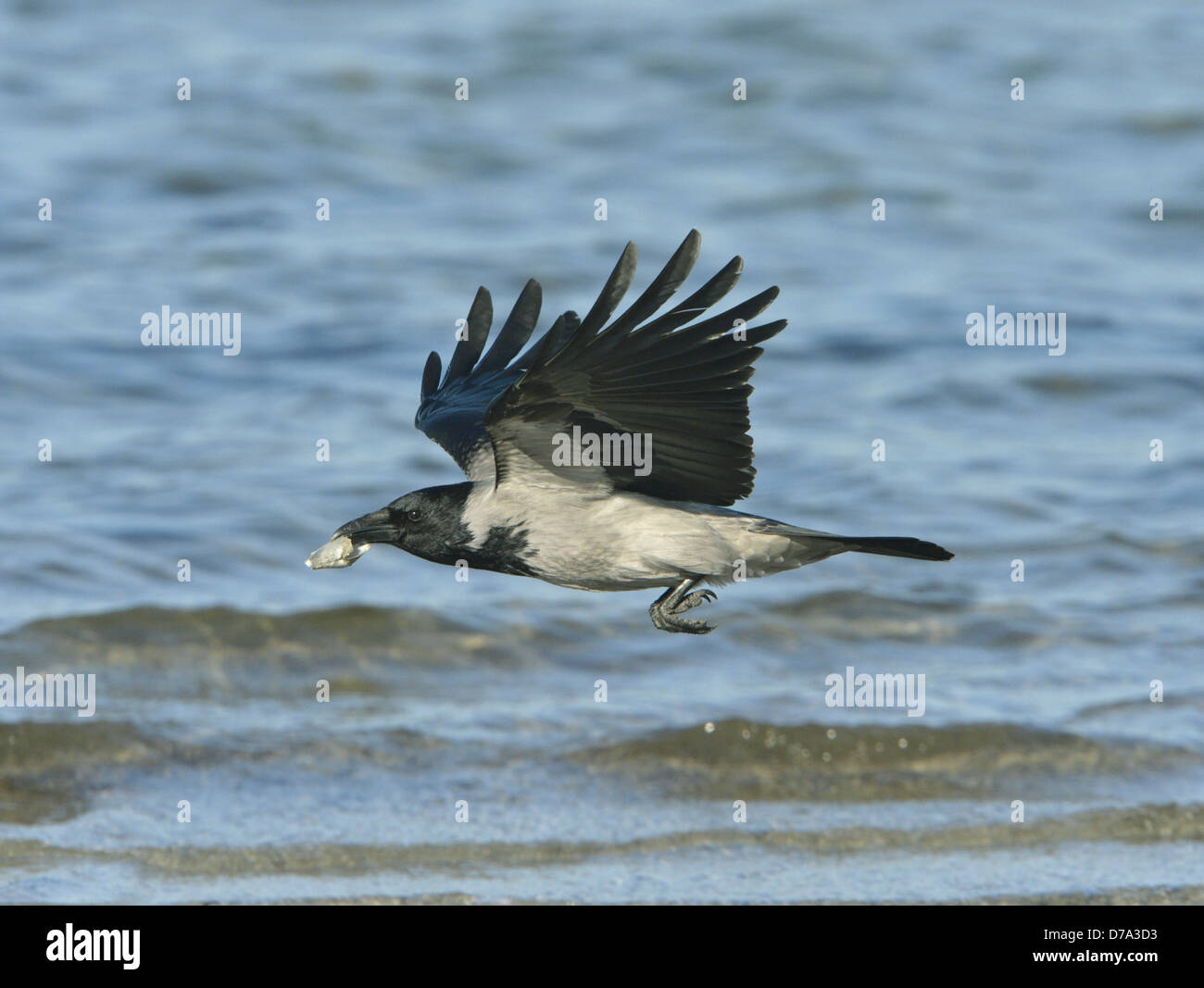 Hooded Crow Corvus cornix Stock Photo