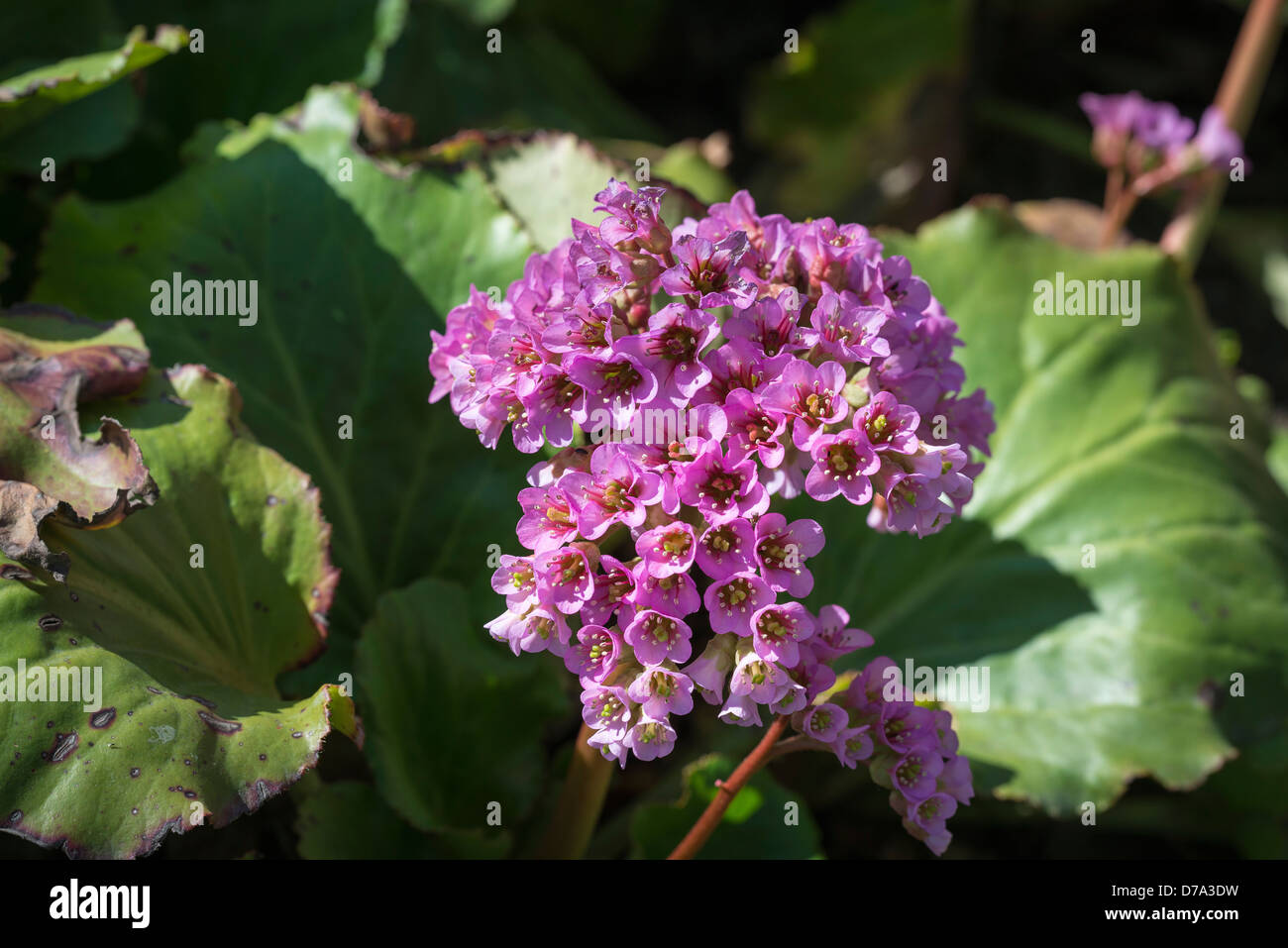 Bergenia Ligulata Stock Photo Alamy