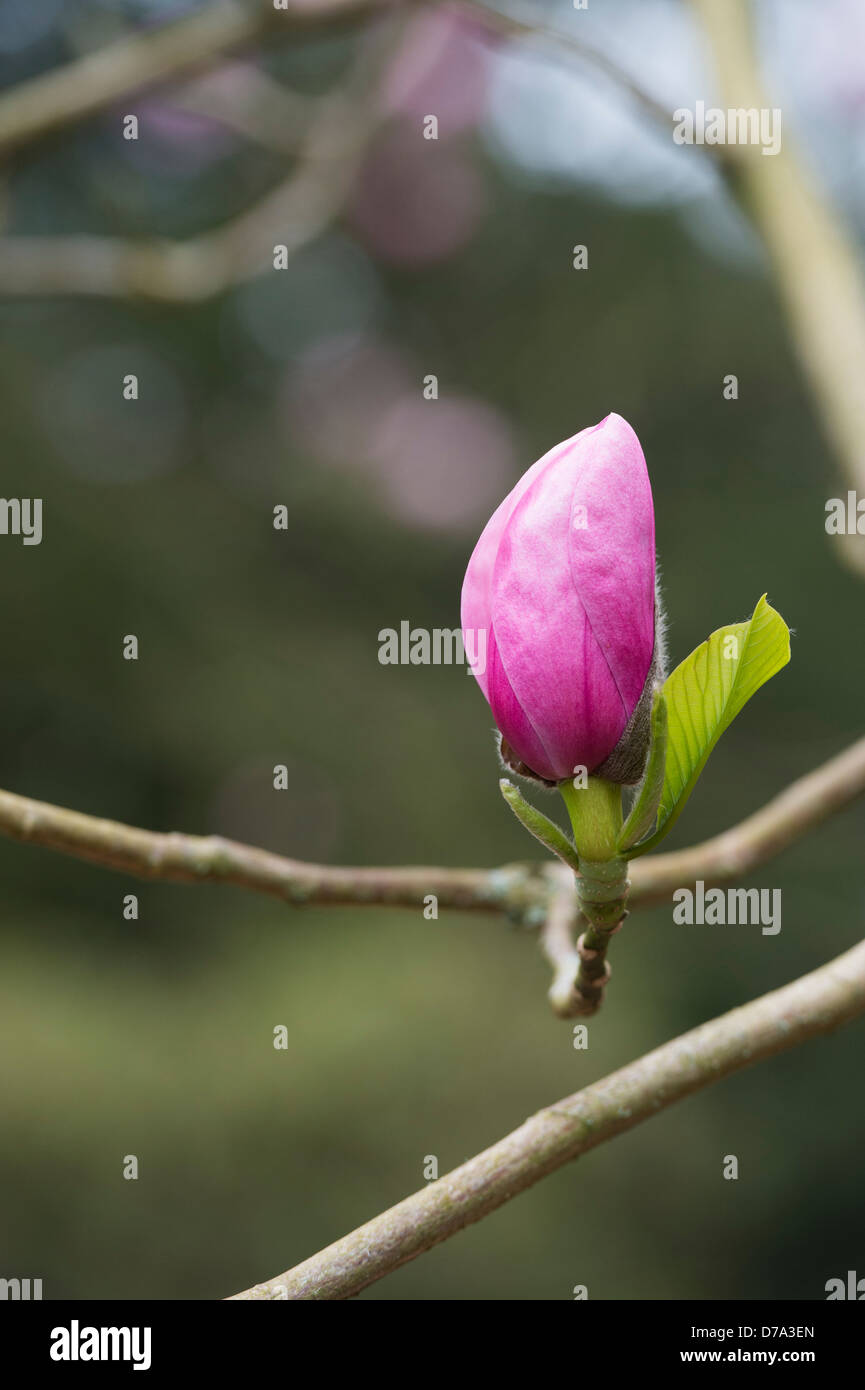 Magnolia Sprengeri flower Stock Photo