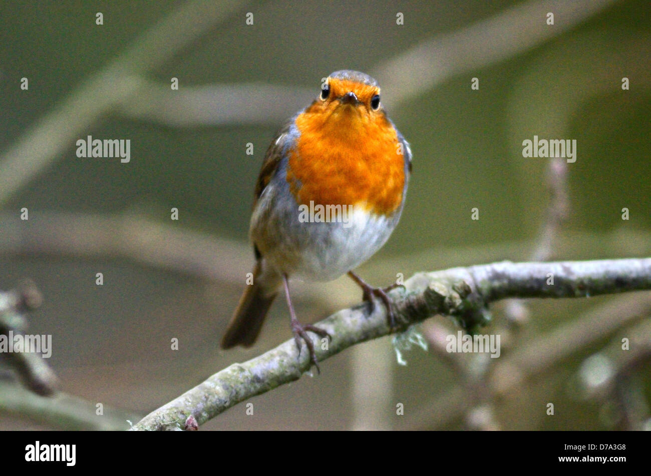 Triangular Robin Robin on a twig hi-res stock photography and images - Alamy