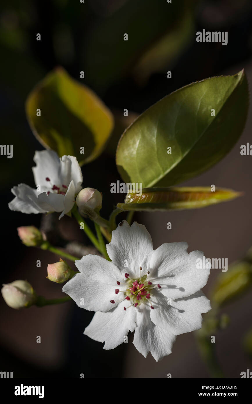 Spring flower  white Stock Photo