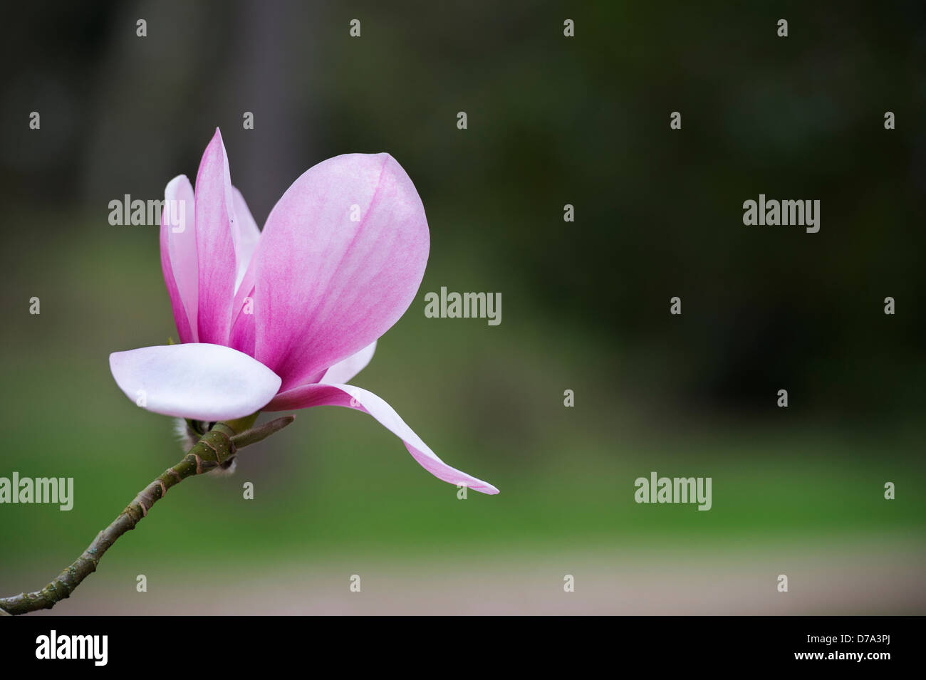 Magnolia Sprengeri flower Stock Photo