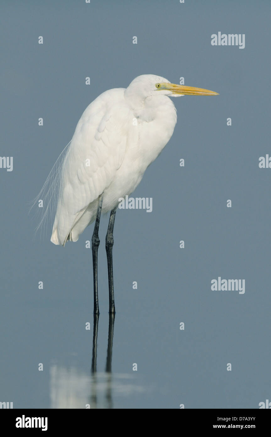 Great Egret - Ardea alba Stock Photo