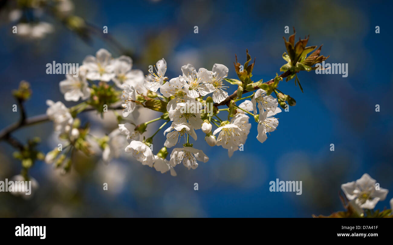 Prunus cerasus  flowering Stock Photo