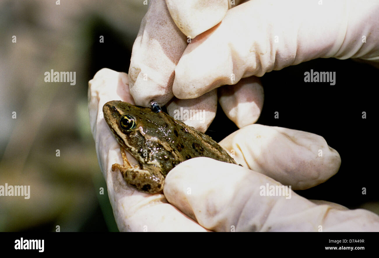 Biologist inserting PIT (passive integrated transponder) into the body of a Columbia spotted frog in SW Idaho. Stock Photo