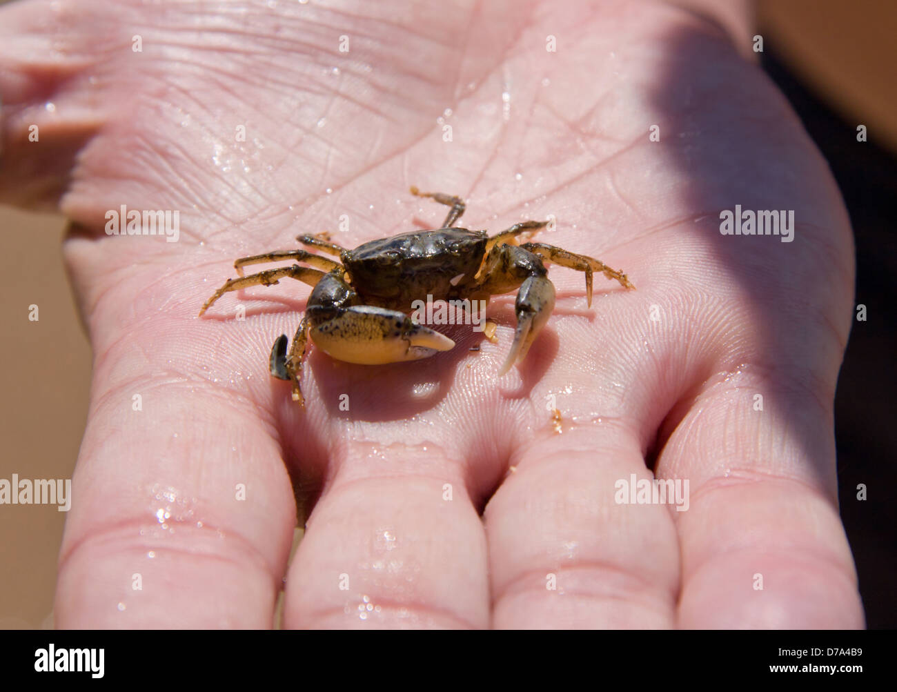 Crab on hand Stock Photo Alamy