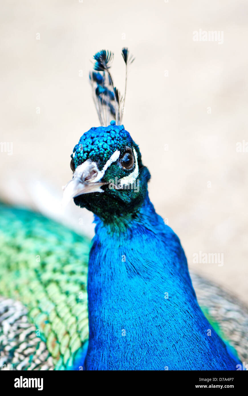 Beautiful Peahen High Resolution Stock Photography And Images Alamy beautiful-peahen-high-resolution-stock-photography-and-images-alamy