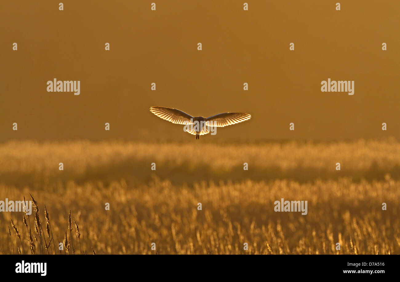 Barn Owl Tyto alba Stock Photo