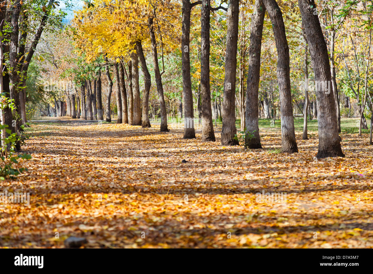 landscape in autumn park Stock Photo - Alamy