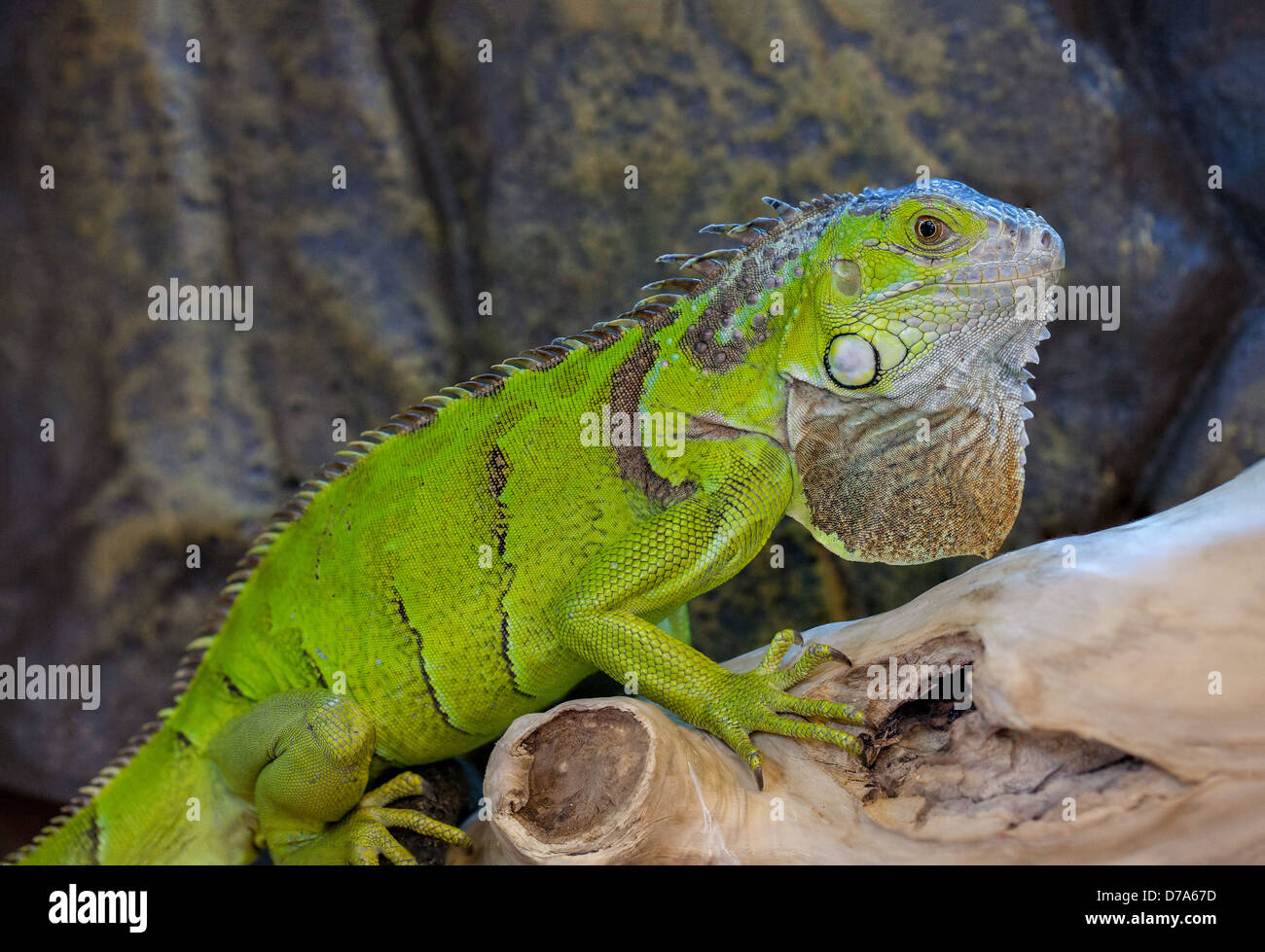 Green Iguana Stock Photo