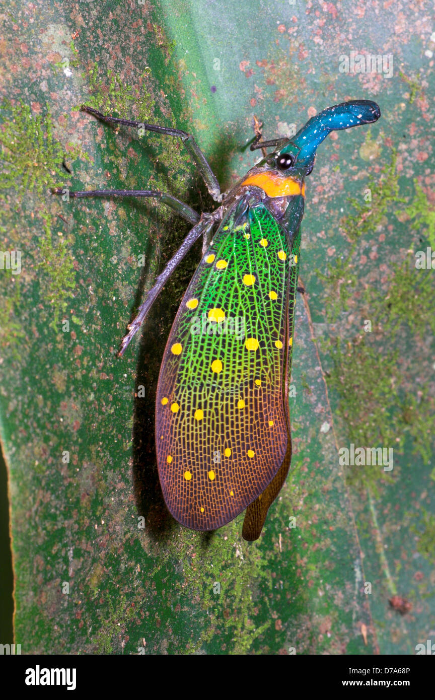 Chinese Lantern bug Fulgora sp on leaf Kinabatangan River Sukau Sabah