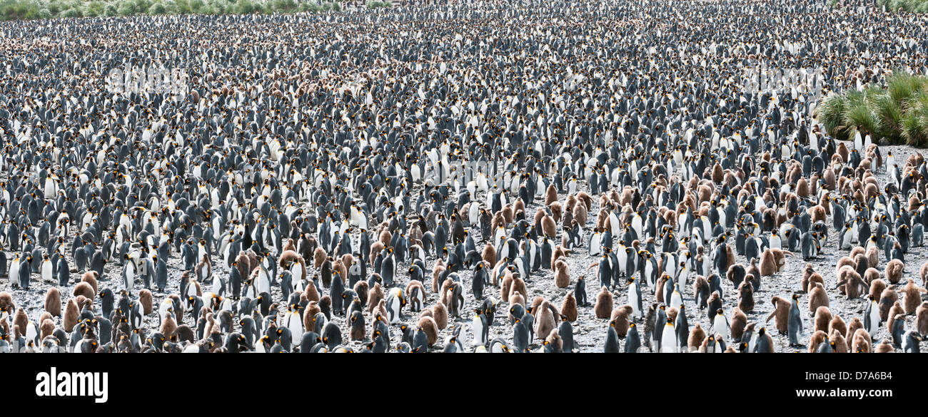 Толпа срущих. Толпа пингвинов. Толпа кроликов. Сборище людей. Толпа птиц.