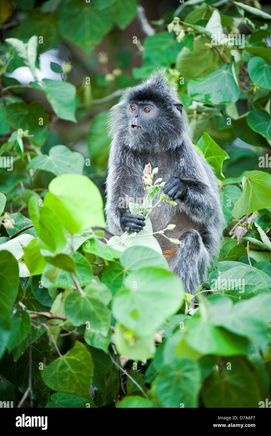 Silvered Langur Presbytis cristata feeding on flowers Bako National Park Sarawak State Island Borneo Malaysia Stock Photo