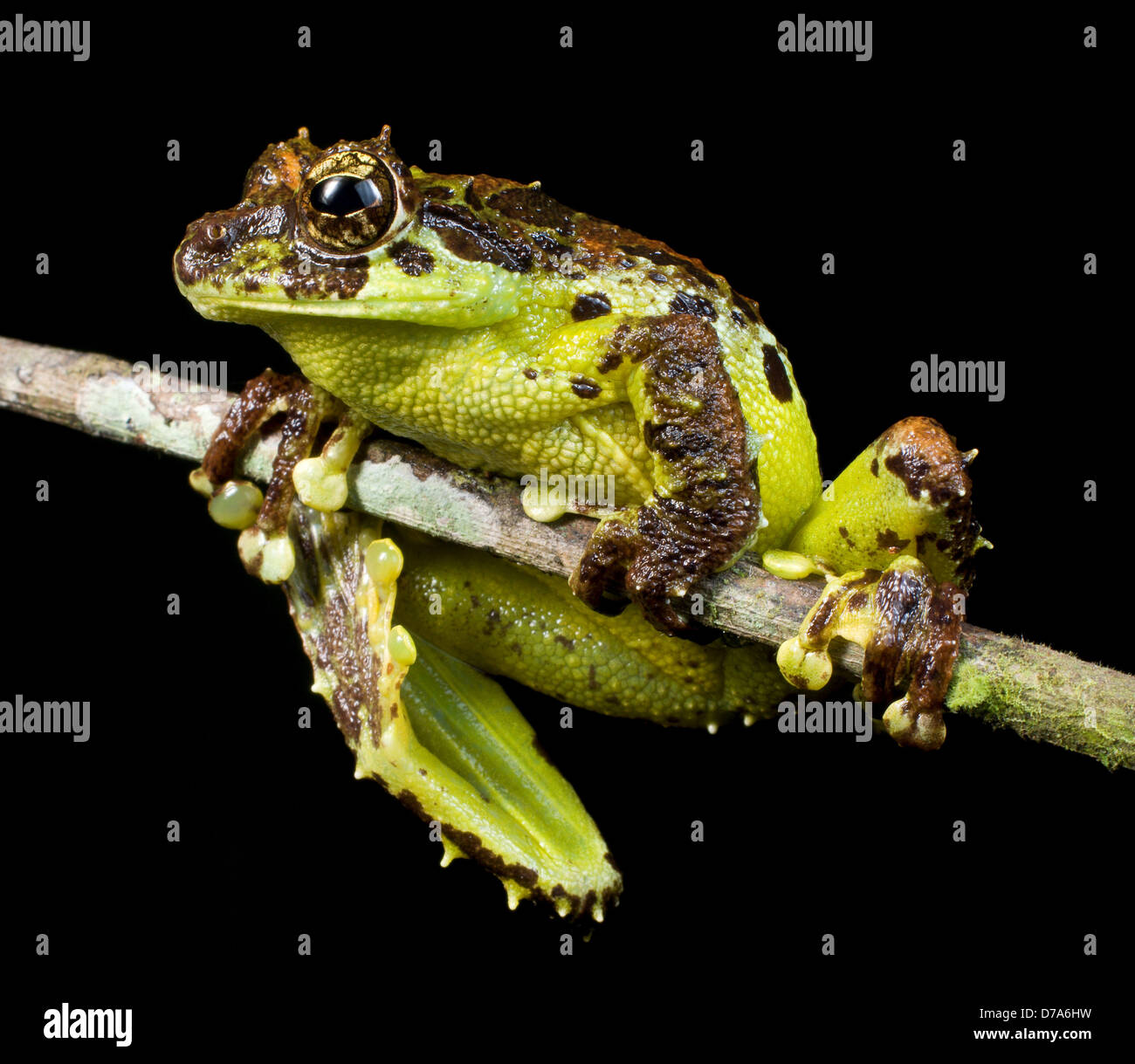 Mossy Tree frog Rhacophorus everetti on twig Mt Kinabalu Sabah State Island Borneo Malaysia Stock Photo
