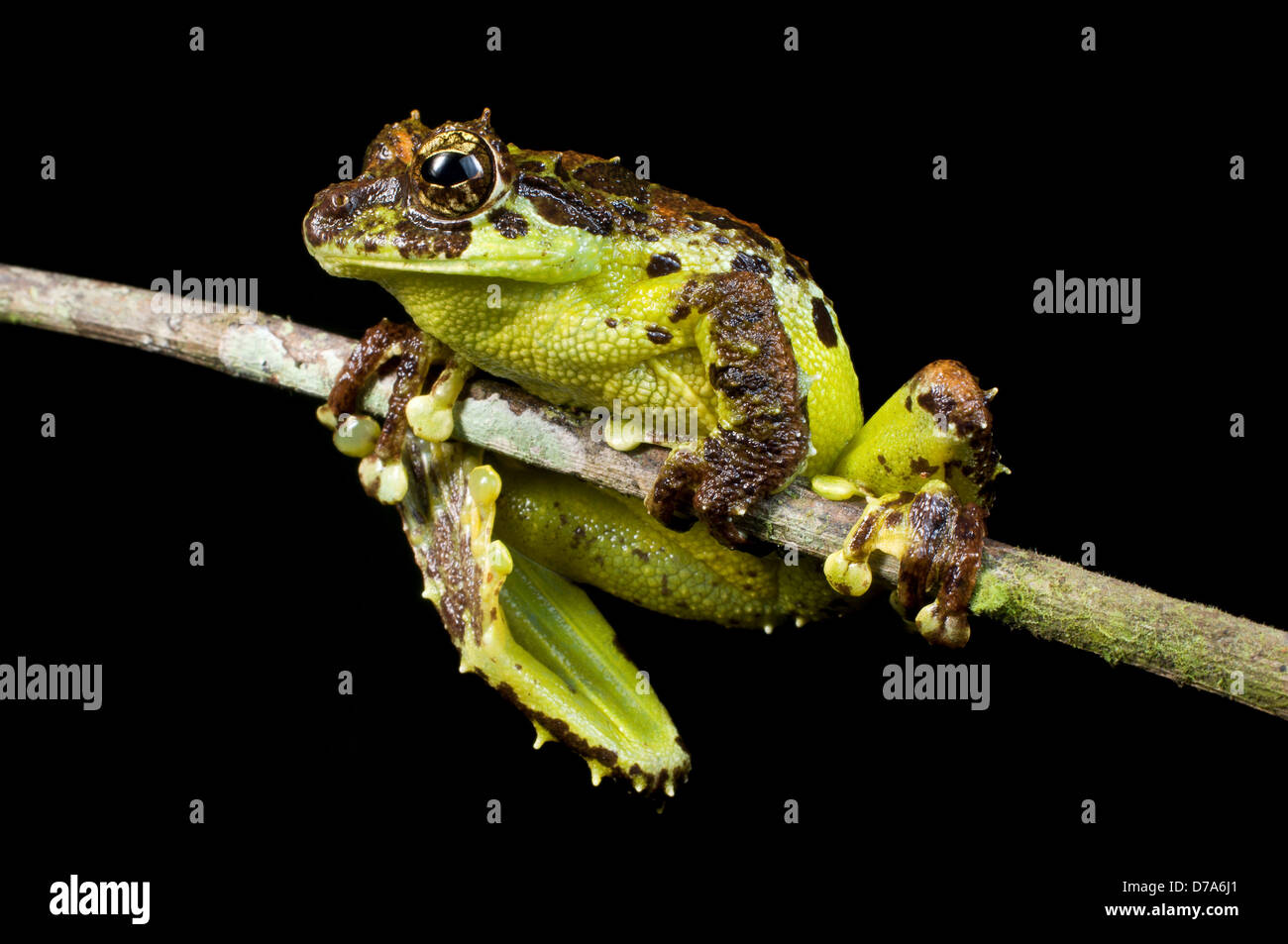 Mossy Tree frog Rhacophorus everetti on twig Mt Kinabalu Sabah State Island Borneo Malaysia Stock Photo