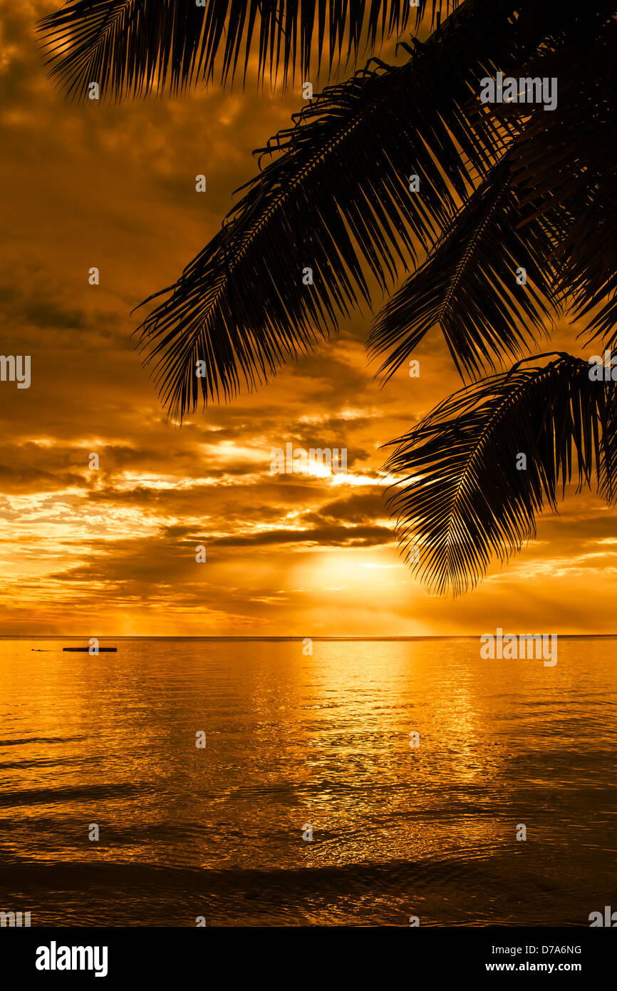 Beautiful sunset palm tree on hi-res stock photography and images - Alamy