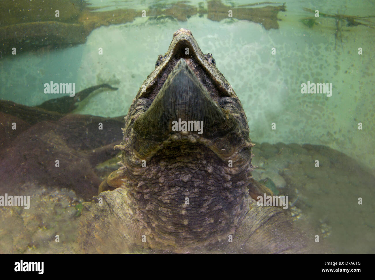 Alligator Snapping turtle Macrochelys temminckii Found in Mississippi River its tributaries throughout Southeastern U.S A Stock Photo