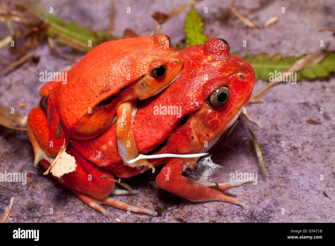 Close-up pair Tomato frog Dyscophis antongilii mating in marsh habitat ...