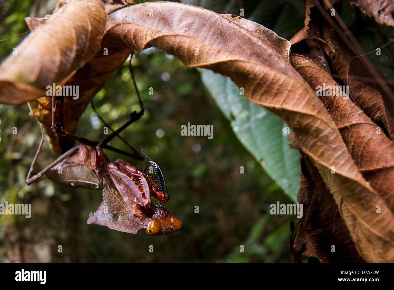 Giant Dead Leaf mantis Deroplatys dessicata on dry leaf in rain forest