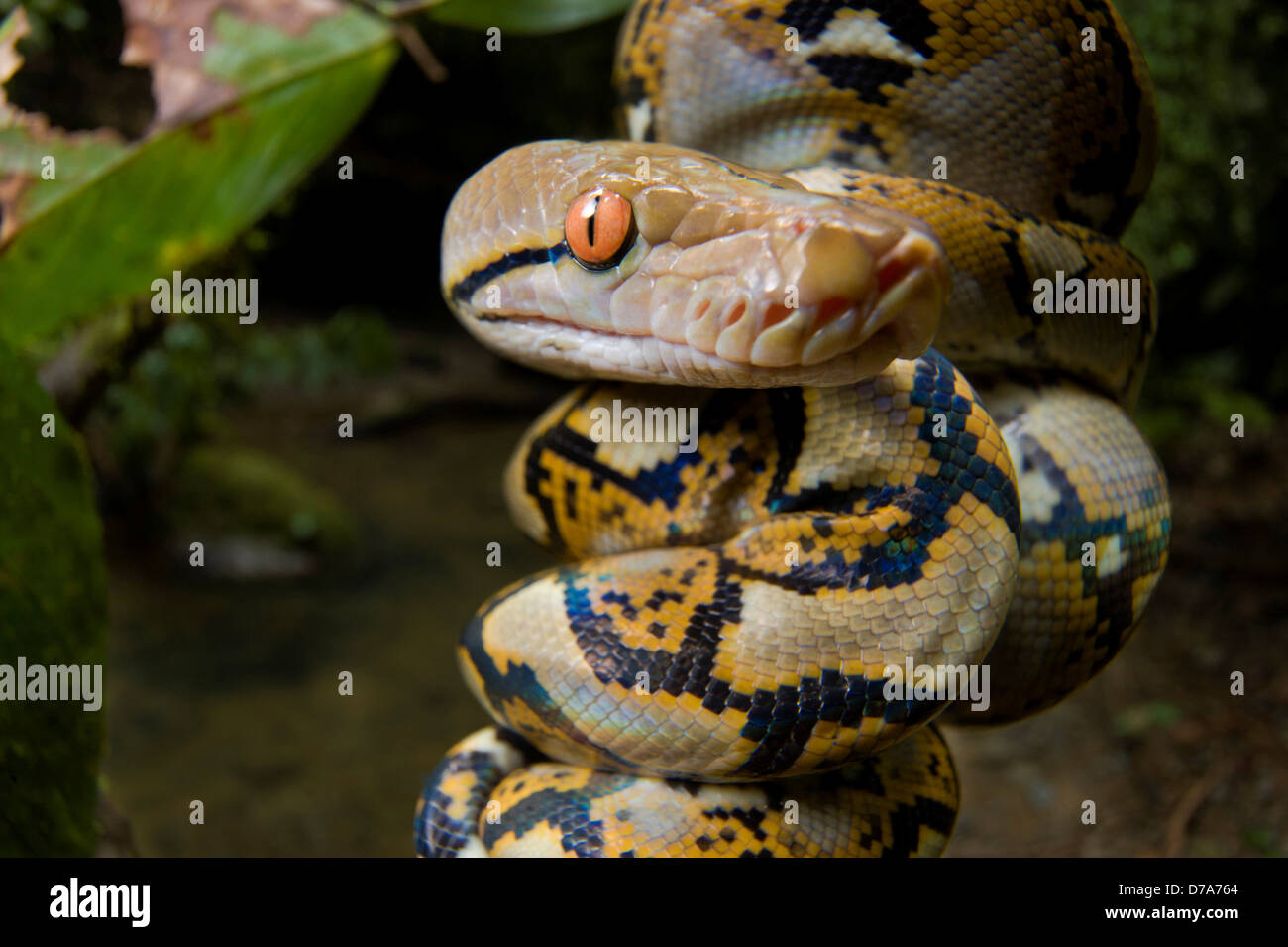 Reticulated python tree hi-res stock photography and images - Alamy