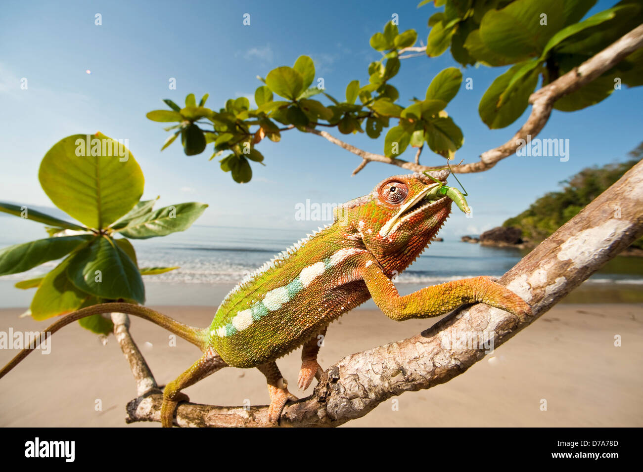 Male Panther chameleon Furcifer pardalis eating Praying mantis Mantis
