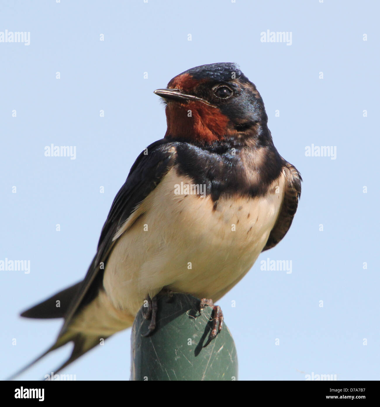 Detailed Closeup Of A European Barn Swallow Hirundo Rustica Stock