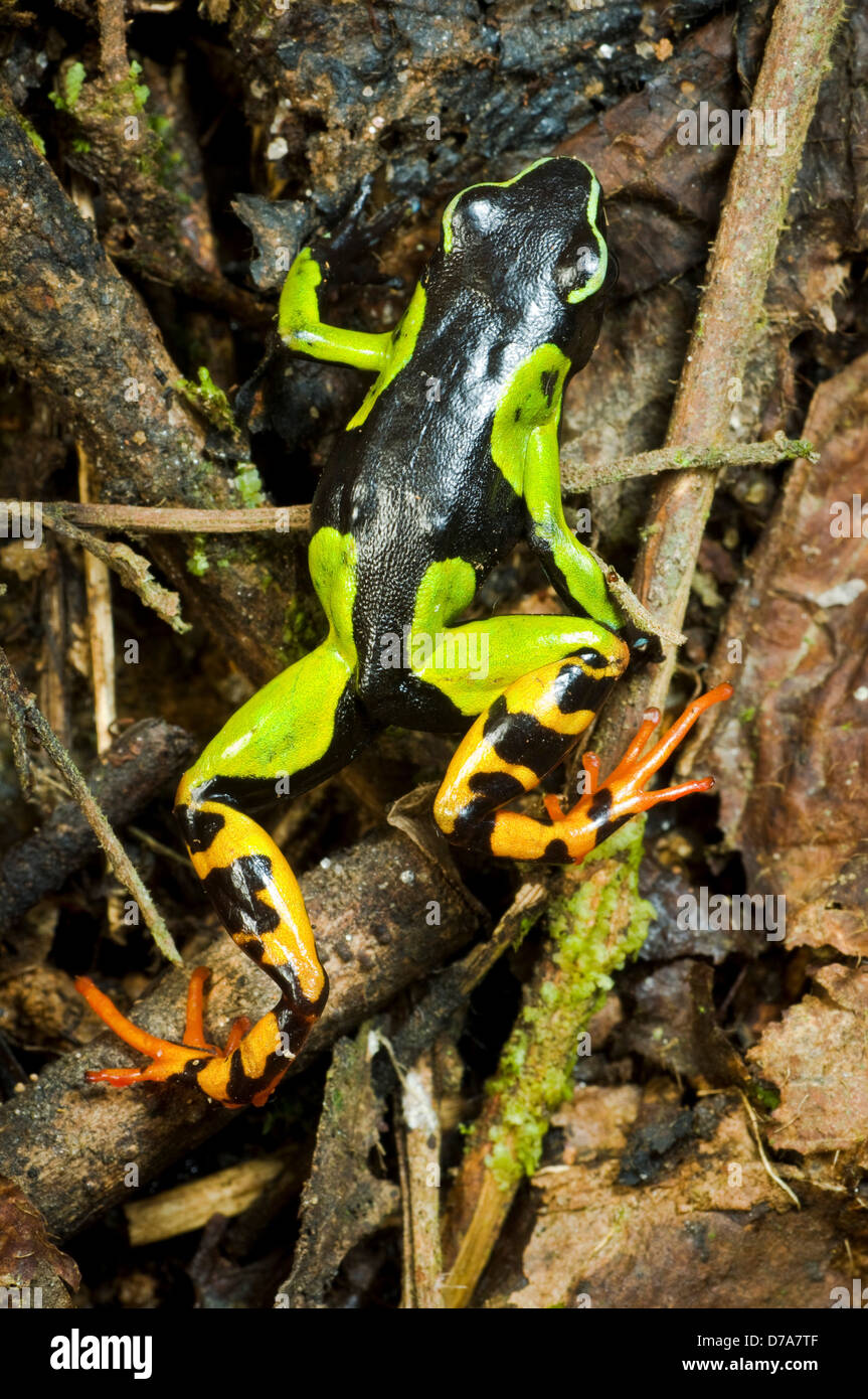 Malagasy Painted mantella Mantella madagascariensis frog in forest Andasibe-Mantadia National Park Madagascar Stock Photo
