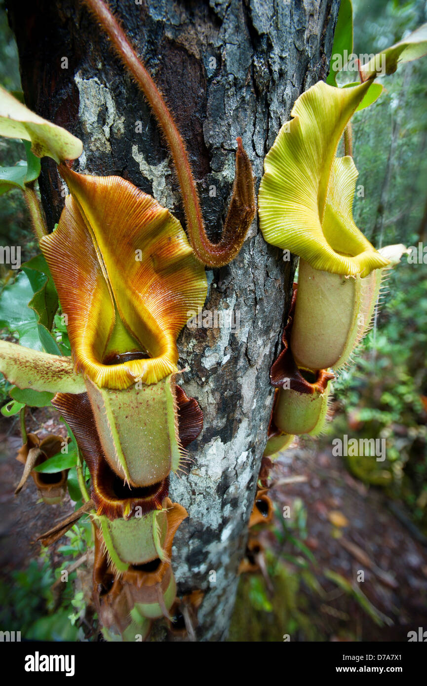 Large aerial pitcher Pitcher plants Nepenthes veitchii in montane mossy
