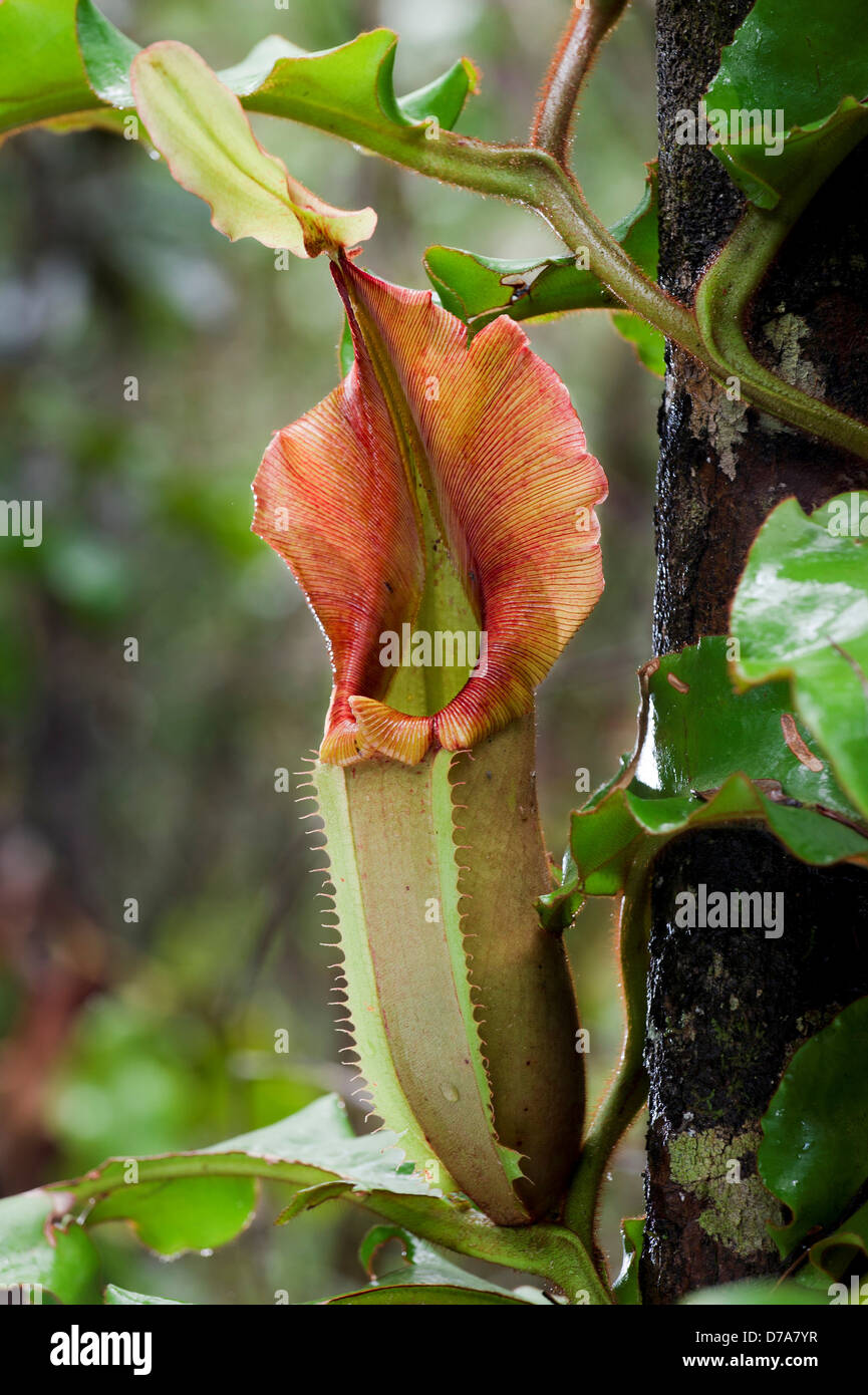 Large aerial pitcher Pitcher plant Nepenthes veitchii in montane mossy