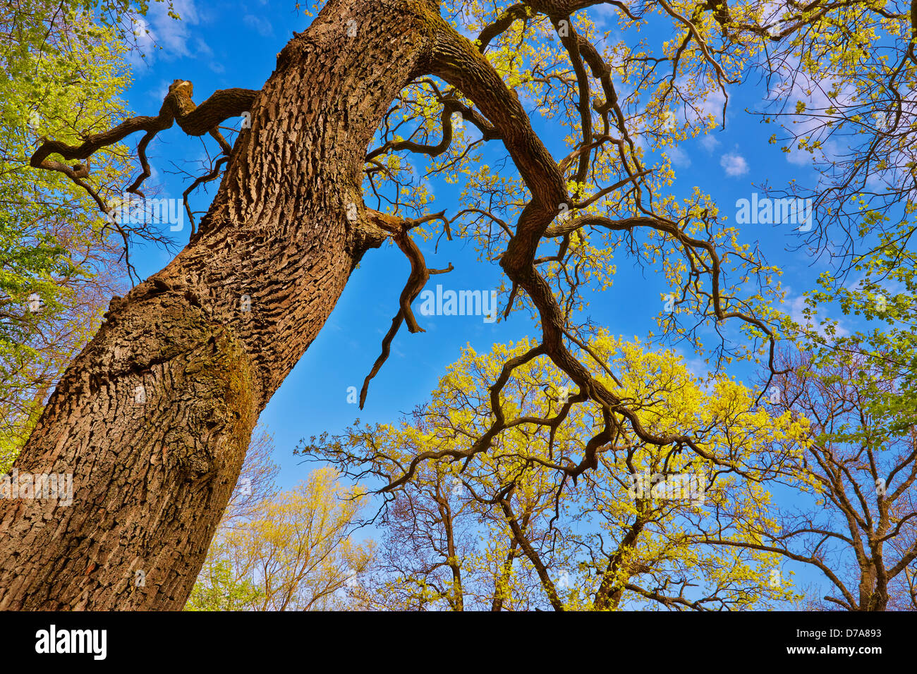 Canopy forest low angle trunk hi-res stock photography and images - Alamy