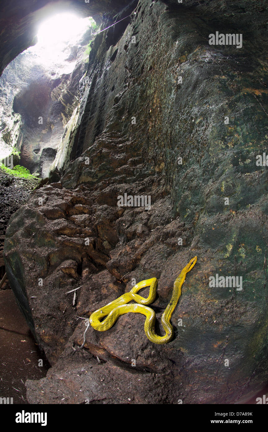 Grey-Tailed Racer Gonyosoma oxycephalum resting on rocks in Gomantong ...