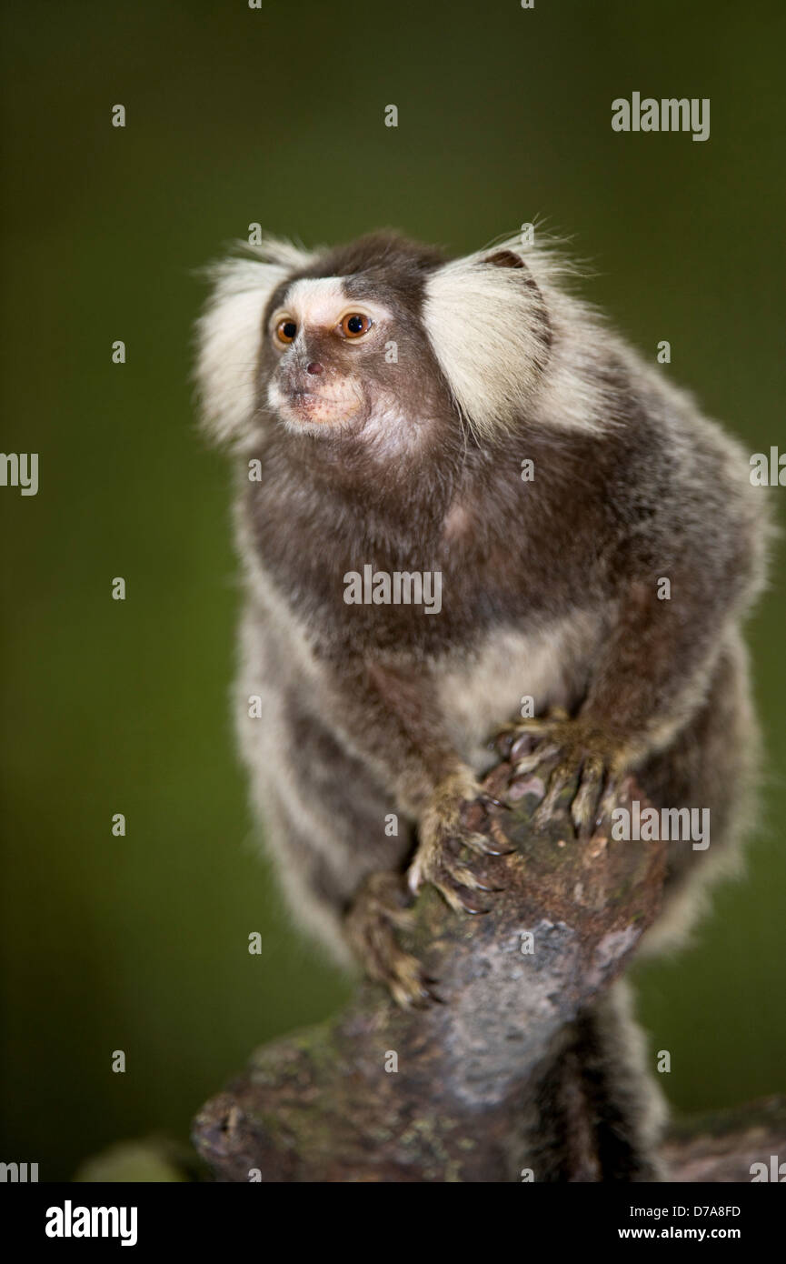 Closeup CottonEared marmoset Callithrix jacchus Singapore Zoo