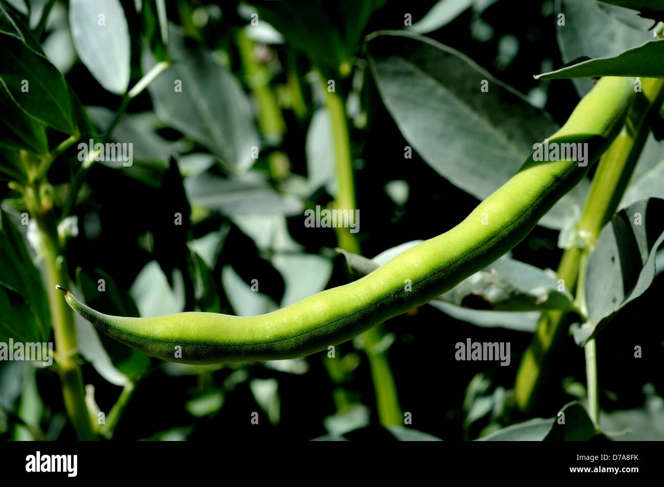 Broad bean pod growing on plant, Andalucia, Spain, Western Europe Stock