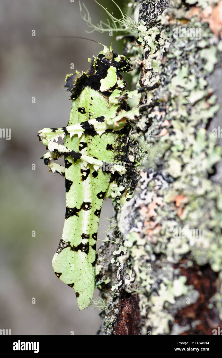 Close-up Lichen-mimic Bush cricket Mt Kinabalu Sabah State Island Borneo Malaysia Stock Photo