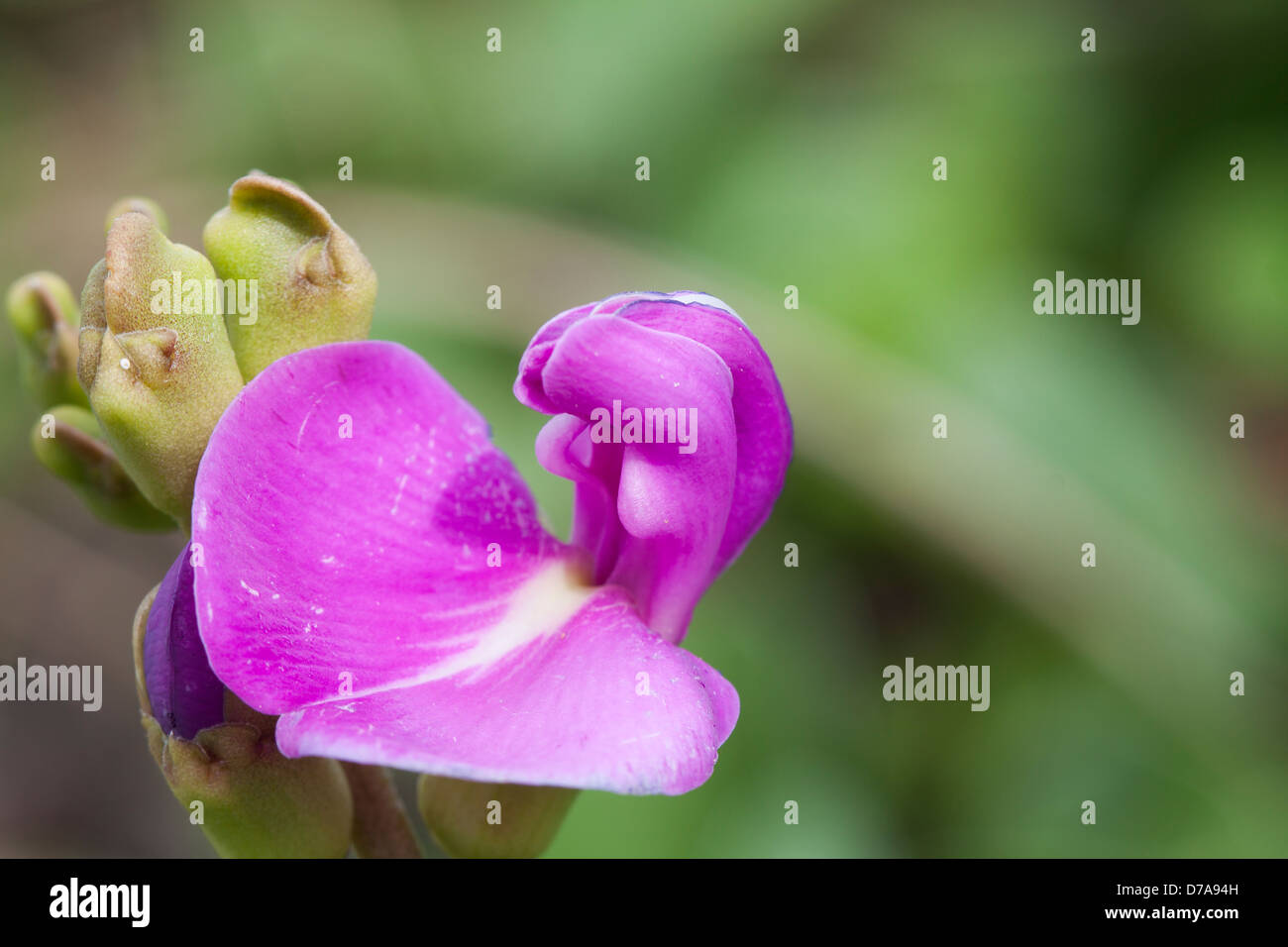 purple flower with bokeh background and space for text Stock Photo