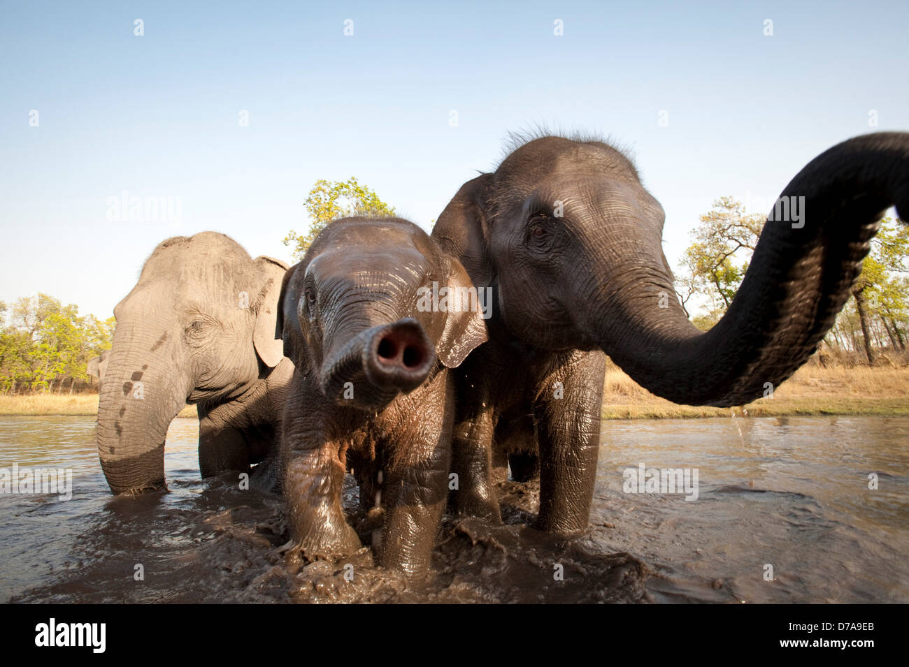 Domestic Indian elephant Elephas maximus bathing Bandhavgarh National Park Umaria Madhya Pradesh India Stock Photo