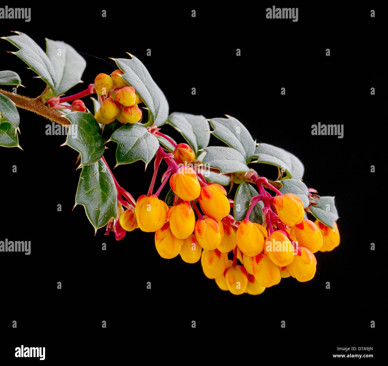 Orange flowers of berberis 'Berberis darwinii' Stock Photo