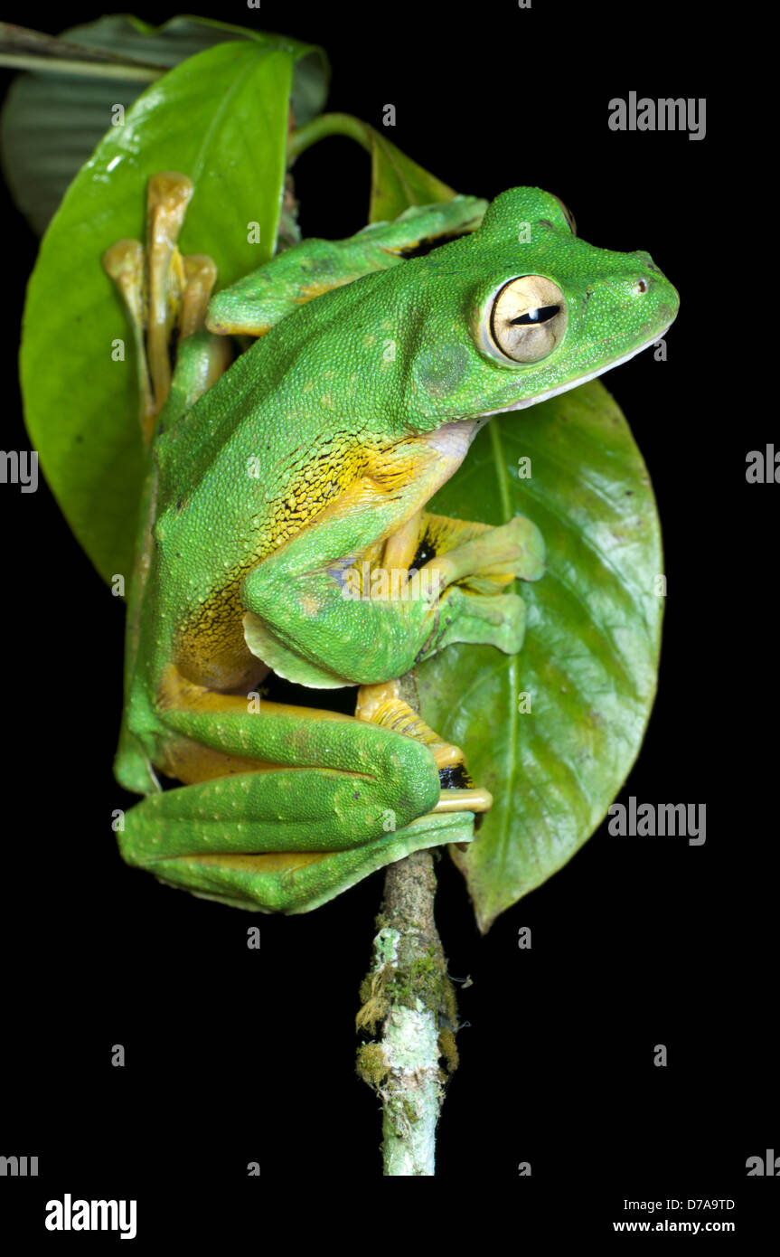 Wallace's Flying frog Rhacophorus nigropalmatus Danum Valley Sabah