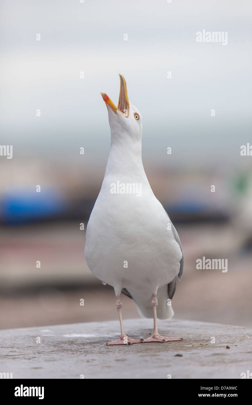 European Herring Gull, England, UK Stock Photo Alamy