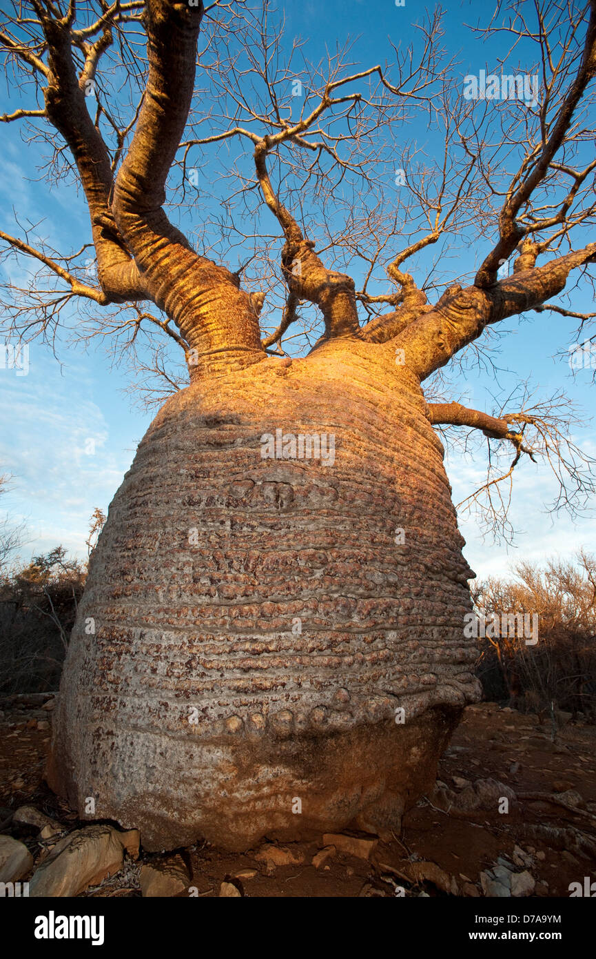 Bottle baobab Adansonia rubrostipa over 3000 years old at Lac Tsimanampetsotsa National Park Madagascar Stock Photo