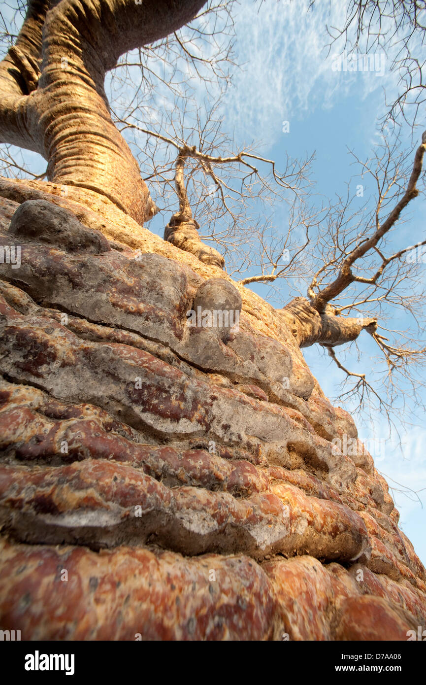 Bottle baobab Adansonia rubrostipa over 3000 years old at Lac Tsimanampetsotsa National Park Madagascar Stock Photo