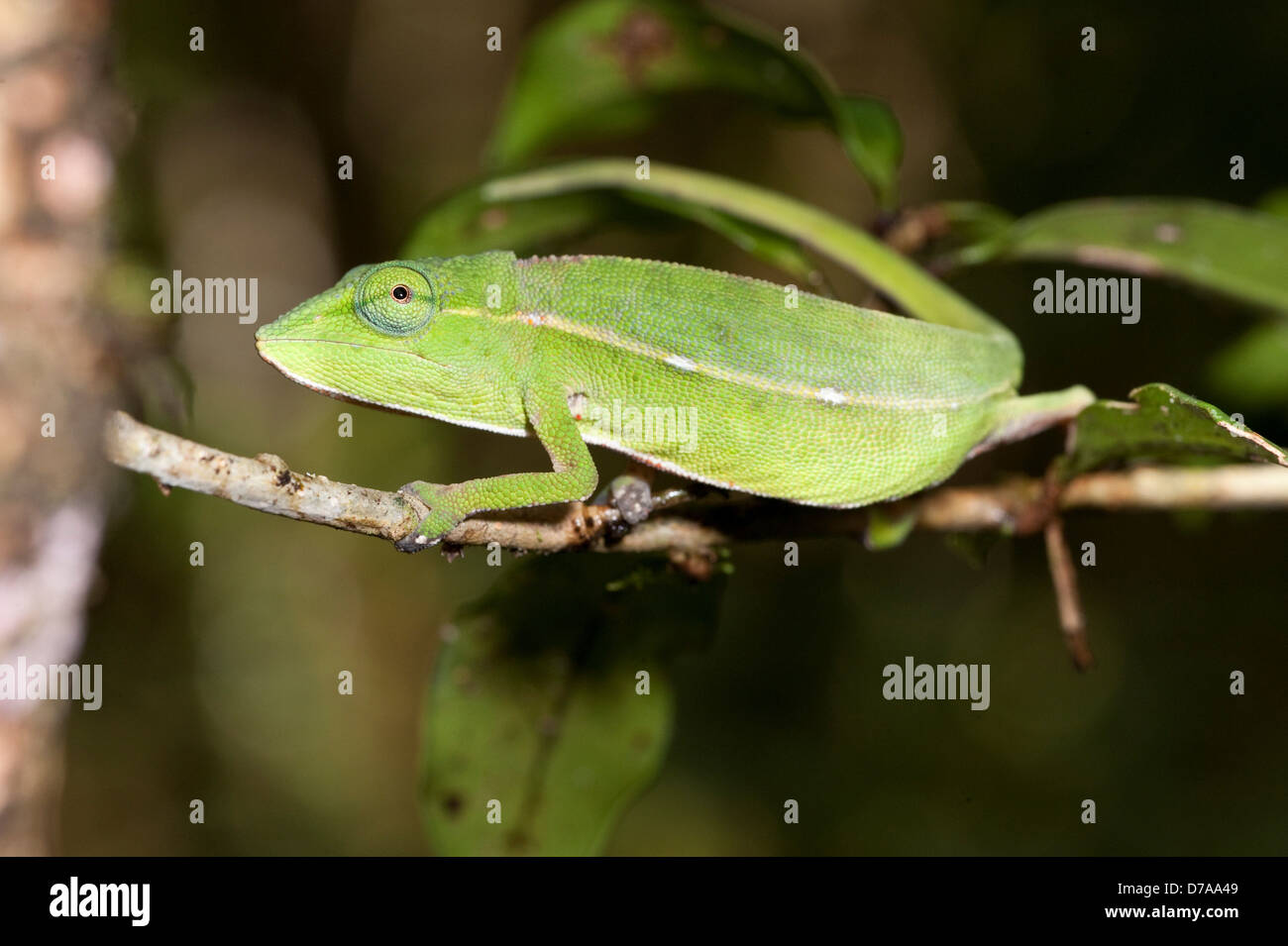 Short-Nosed chameleon Calumma gastrotaenia in montane rainforest Ranomafana National Park Madagascar Stock Photo