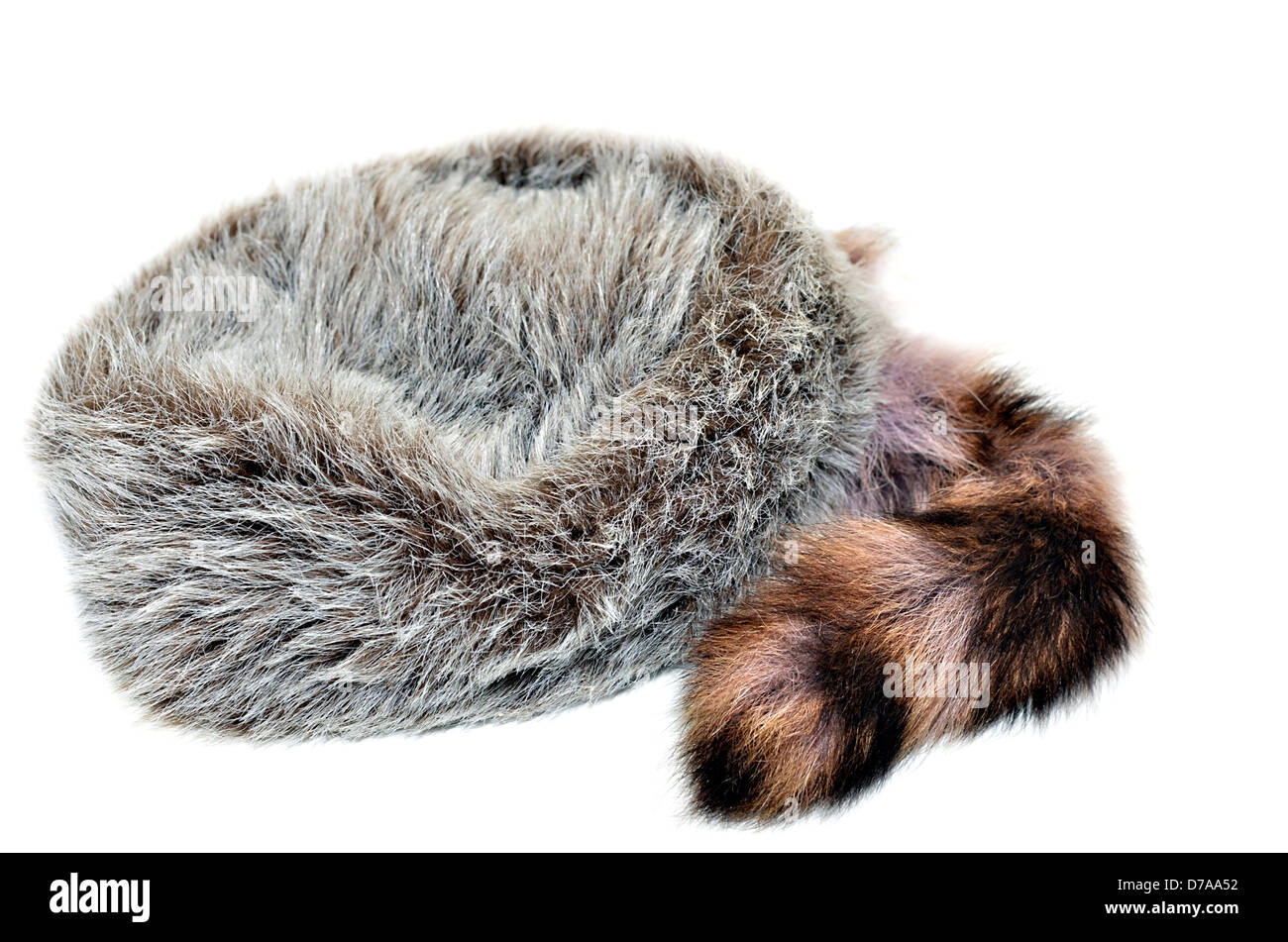 A warm cap of Raccoon fur. Stock Photo