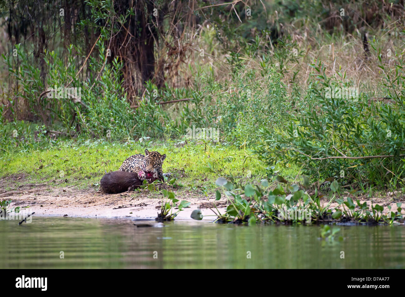 Male jaguar Panthera onca palustris predating Capybara Hydrochaeris