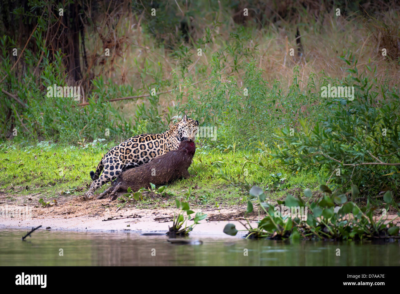Male jaguar Panthera onca palustris predating Capybara Hydrochaeris