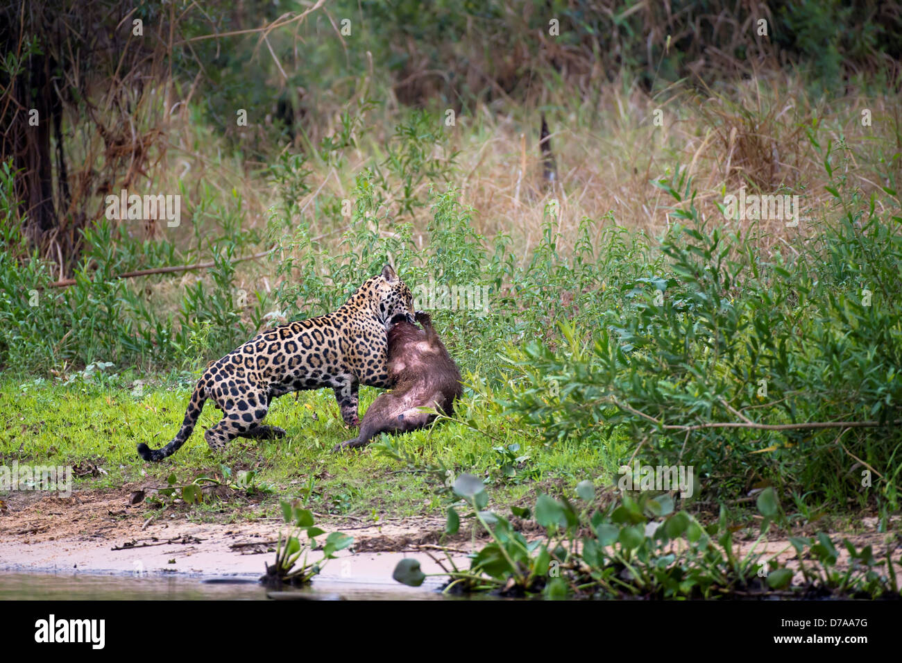 Male jaguar Panthera onca palustris predating Capybara Hydrochaeris