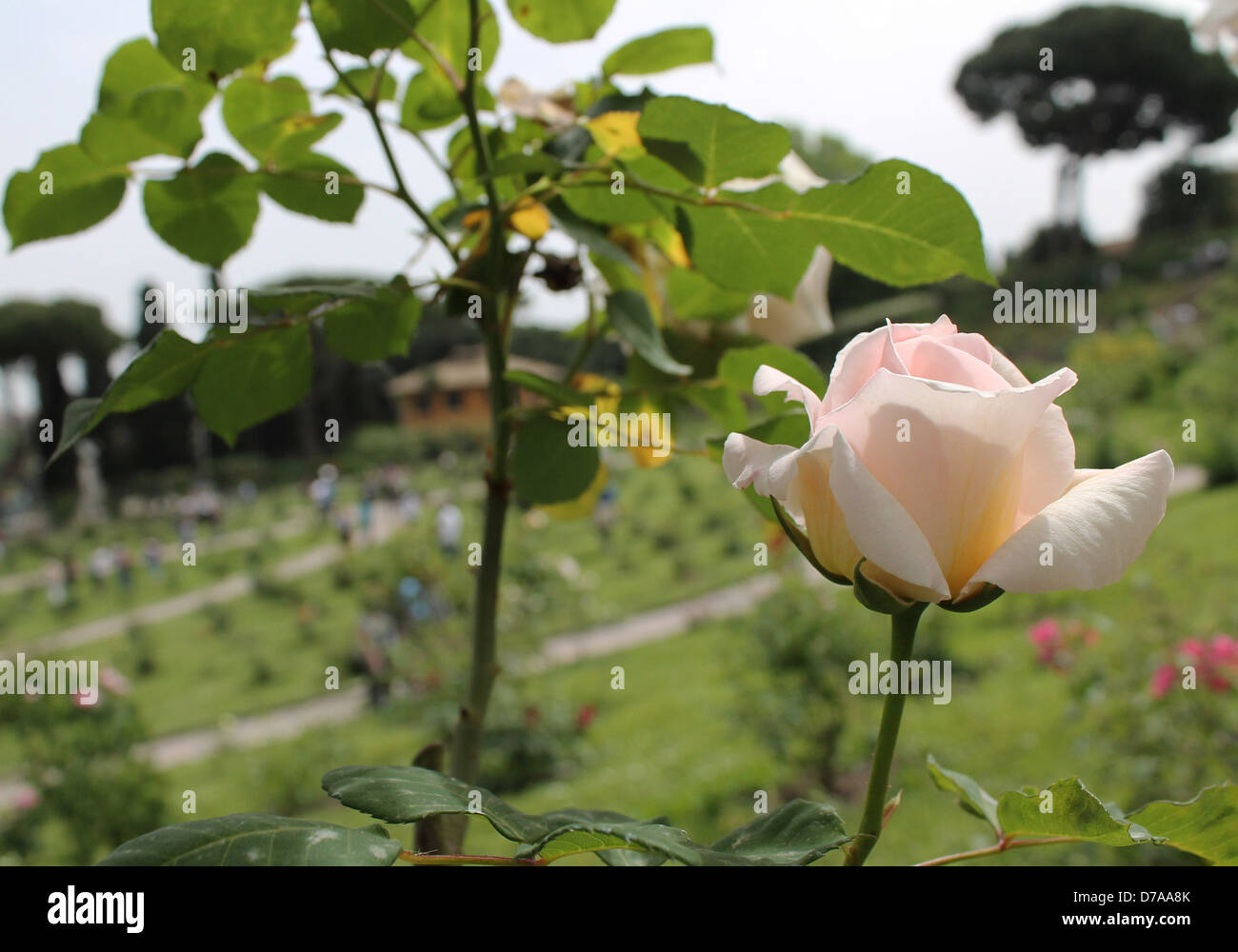 A panoramic view of the municipal rose garden with a rose on the right. Stock Photo
