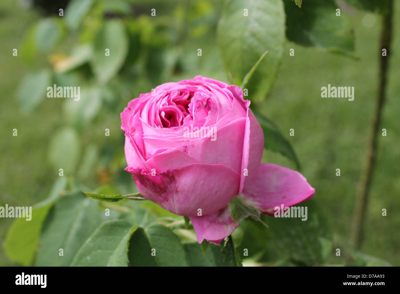 This rose does not bloom. Or not Stock Photo Alamy