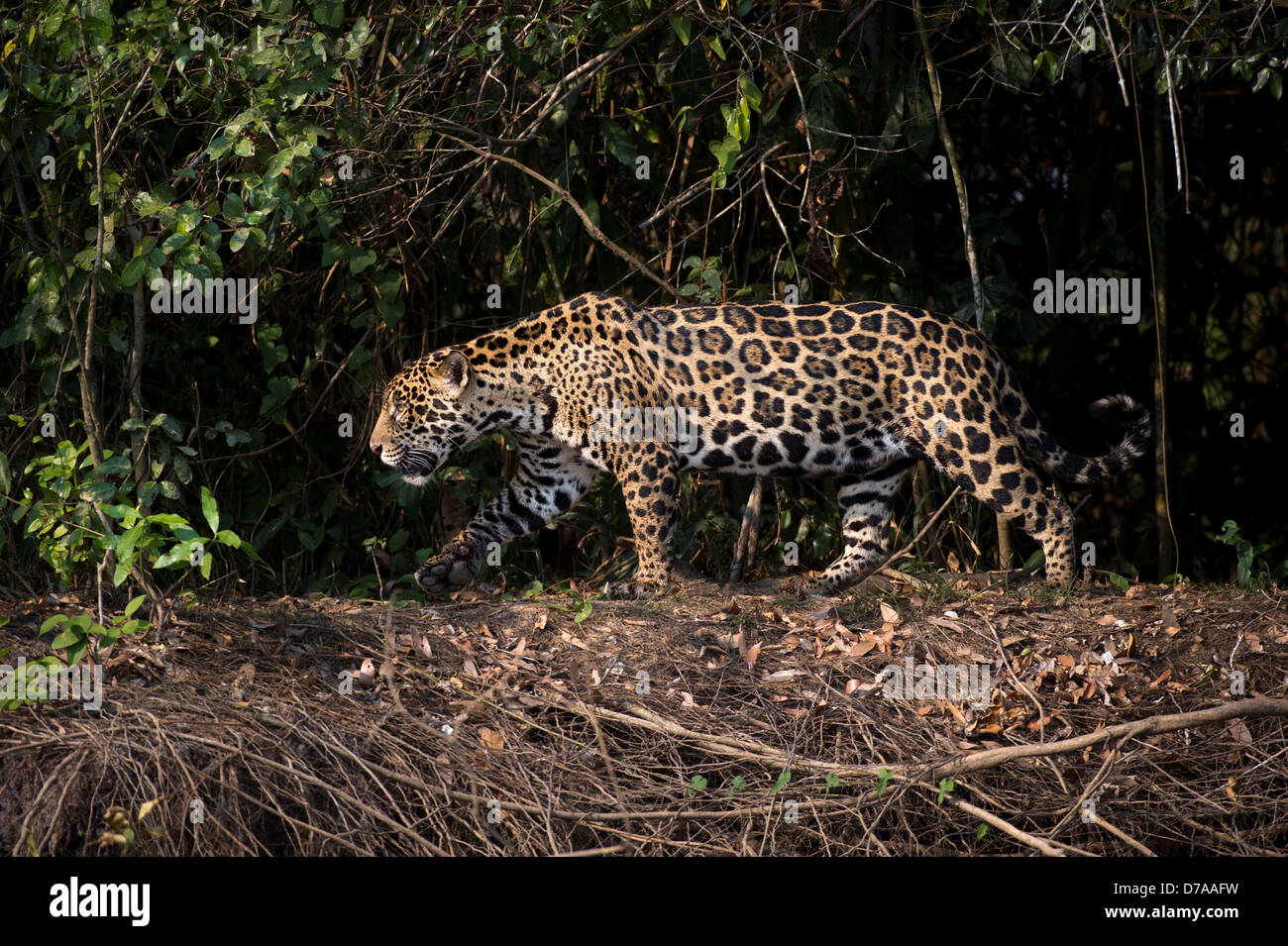Female jaguar Panthera onca palustris strolling along banks river